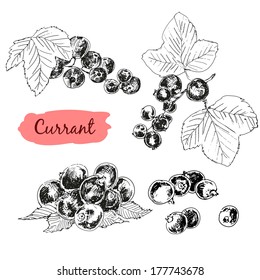 Currant. Hand drawn illustration