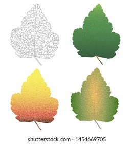 Currant leaf of different colors. For a site about gardening, plants, kitchen, berries.