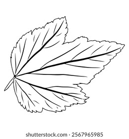 Currant leaf in doodle style. Vector illustration on white background.