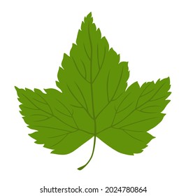 Currant leaf. Vector illustration of green currant leaf isolated on white background.
