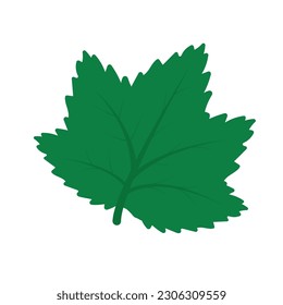 Currant leaf. Vector illustration of green nature element in flat style