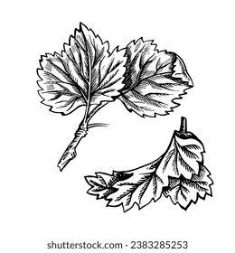 Currant leaves, hand drawn black and white graphic vector illustration. Isolated on a white background. Design element for packaging, printed products. For banners and menus, textiles and posters.