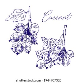 Currant with leaves on a branch. Vector illustration, logo, hand drawing for texture, pattern, design. 