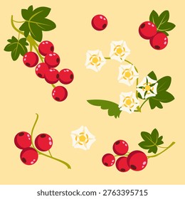 Currant pattern with red berries, green leaves and white blossom flowers on beige background. For packaging, textile, wallpaper.