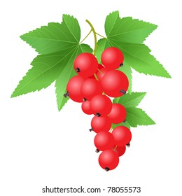 Currant red on bench on a white background