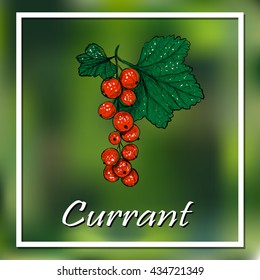 Currant . Currant red vector Currant  illustration. Berry Currant  background, Currant  poster, banner Currant 