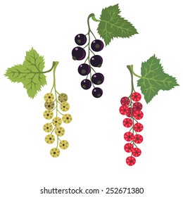 Currant set. Vector illustration.  