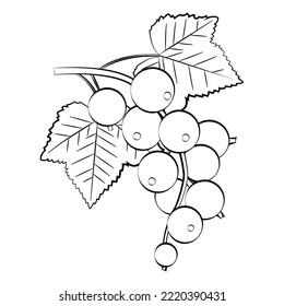 The currant is a thin line. Vector on a white background.