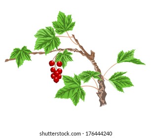 Currant twig with red berries vector illustration