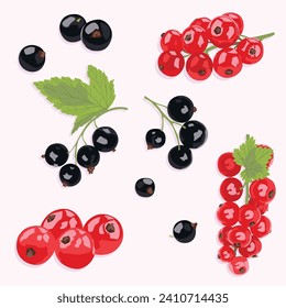 Currant vector icons. Currant black and red with and without leaves. Realistic berry icons.
