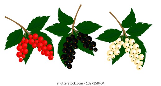 currant  vector illustration; white, red, black