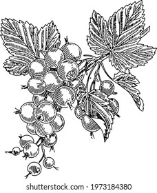 Currants on a branch with leaves. Vector