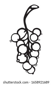 current branch, grapes (vector element for tea, wine, juice)