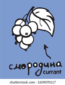 current branch, grapes (vector element for tea, wine, juice)