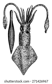Current cuttlefish and ossicles, vintage engraved illustration. Earth before man 1886.