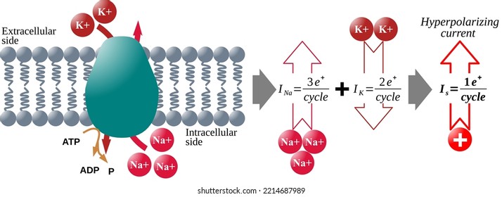 Current due to Sodium-Potassium ATP-ase Pump