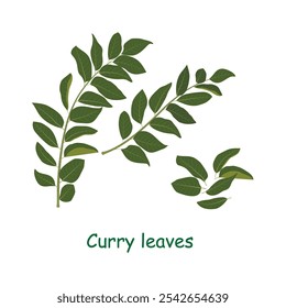 As folhas de Curry isoladas em um fundo branco. Nome botânico Bergera koenigii. Folhas de curry são usadas na culinária e é conhecida por suas muitas propriedades medicinais.