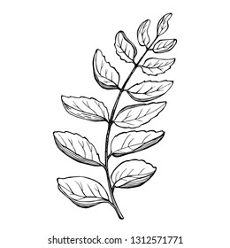 Curry, leaves, sketch. Vector illustration. Image of Indian, Asian seasoning. Curry pattern for culinary product label design.