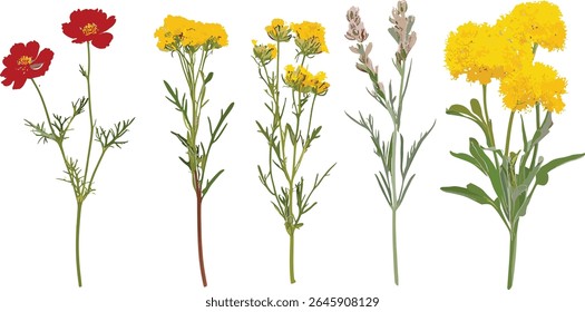 Curry plant, Helichrysum italicum, italian strawflower, Geranium phaeum, garden flower, vector illustration, herbal design, cutout, flora elements, essential oil plant.