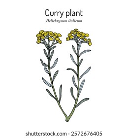 Curry plant, or immortelle (Helichrysum italicum), medicinal herb. Hand drawn botanical vector illustration