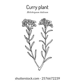 Curry plant, or immortelle (Helichrysum italicum), medicinal herb. Hand drawn botanical vector illustration