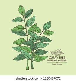 Curry tree: branch and curry leaves. Murraya koenigii. Vector hand drawn illustration.