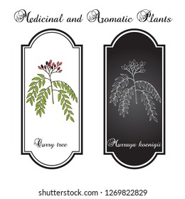 Curry tree (Murraya koenigii), medicinal plant. Hand drawn botanical vector illustration