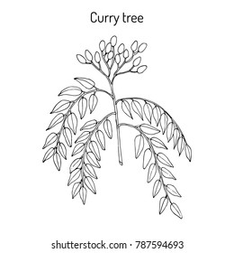 Curry tree (Murraya koenigii), medicinal plant. Hand drawn botanical vector illustration