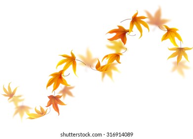 Curve of falling and spinning autumn maple leaves isolated on white