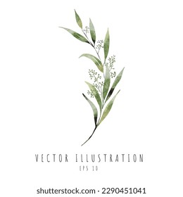 Curve to left of Seeded eucalyptus branch with leaves watercolor hand draw. Vector illustrationn