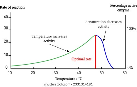 curve shows the effects of temperature on enzyme activity.