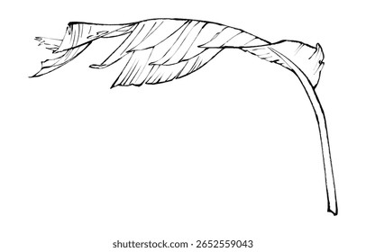 Curved Banana Leaf Line Art