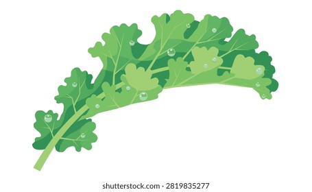Curved green kale leaf decorated with clear water droplets to show freshness and organic nature.