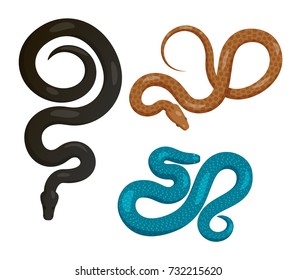 Curved slither pythons or venomous snakes from top view set. Creeping black, blue and brown tropical python vector isolated on white. Crawling poisonous reptile illustration for wild nature concepts