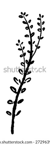 Curved Thyme Herb Stem Silhouette Vector