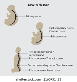 Curves Spine Human Vertebral Column Anatomy Stock Vector (royalty Free 