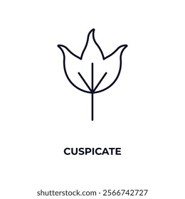 cuspicate outline icon. Linear vector from nature concept. Thin line cuspicate icon isolated on white background