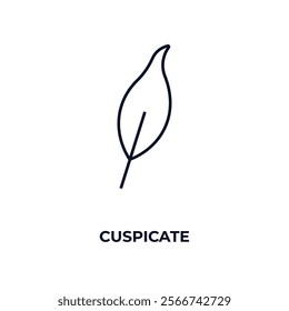 cuspicate outline icon. Linear vector from nature concept. Thin line cuspicate icon isolated on white background