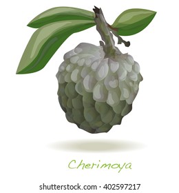 Custard apple or cherimoya vector isolated