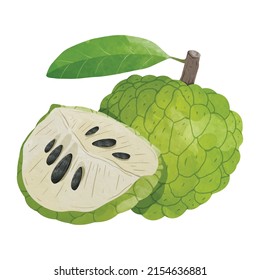 Custard Apple Design elements. watercolour style vector illustration.
