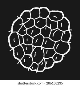 Custard apple doodle