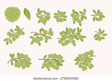 Custard Apple Fruit and Branch Illustrations Set