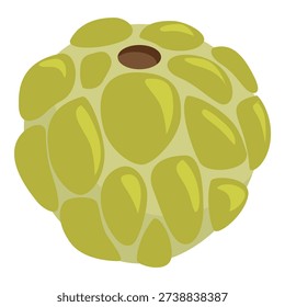 Custard apple fruit with bumpy skin and a hole on top, showcasing its segmented and textured appearance