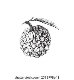 Custard apple fruit sketch engraving vector illustration. Scratch board style imitation. Black and white hand drawn image.