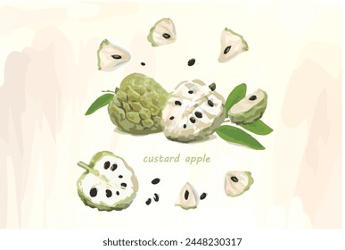 Custard apple (sugar apple or custard apple) fruit with lame opening and seeds illustration.