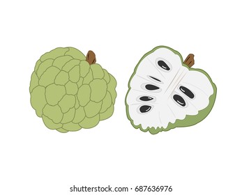 Custard apple Vector illustration.
