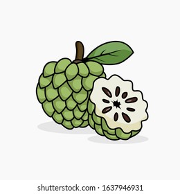 Custard apple vector illustration isolated for all purpose
