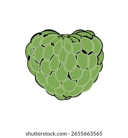 Custard Apple Vector my own created no AI