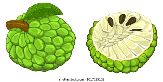 Custard apple - whole and half-cut fruits