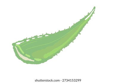 Corte de Aloe Vera Leaf Tip Vetor